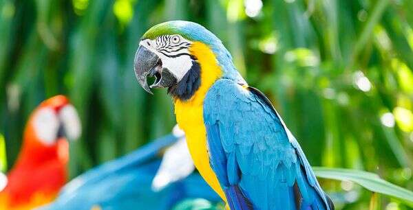 A vibrant blue and yellow macaw perched on a branch, with green foliage in the background.