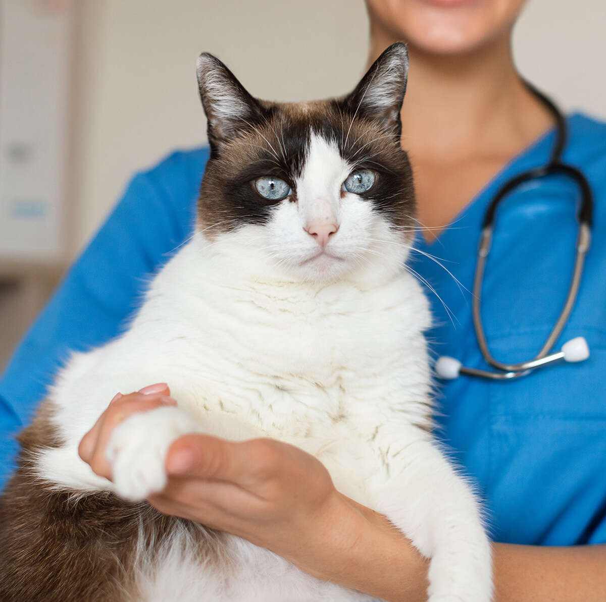 A Siamese cat held by a person in a blue uniform with a stethoscope.