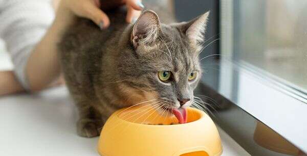 Gray tabby cat drinking water from an orange bowl near a window.