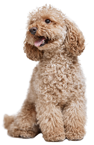 A curly-haired brown poodle sitting and smiling with tongue out.
