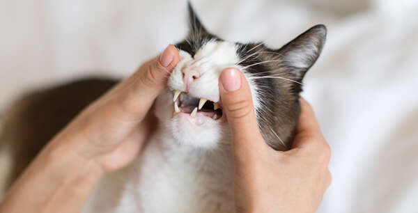Person gently holding a cat's face, showing its teeth.