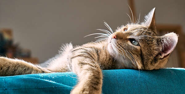 Tabby cat lounging on a blue couch, looking upwards with relaxed posture.