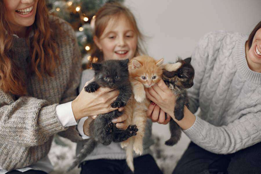Three people joyfully hold three playful kittens, with a child smiling in the background.