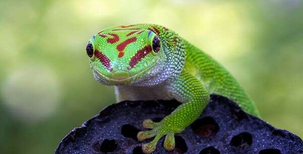 A vibrant green gecko with red markings on its head, perched on a dark, porous surface.