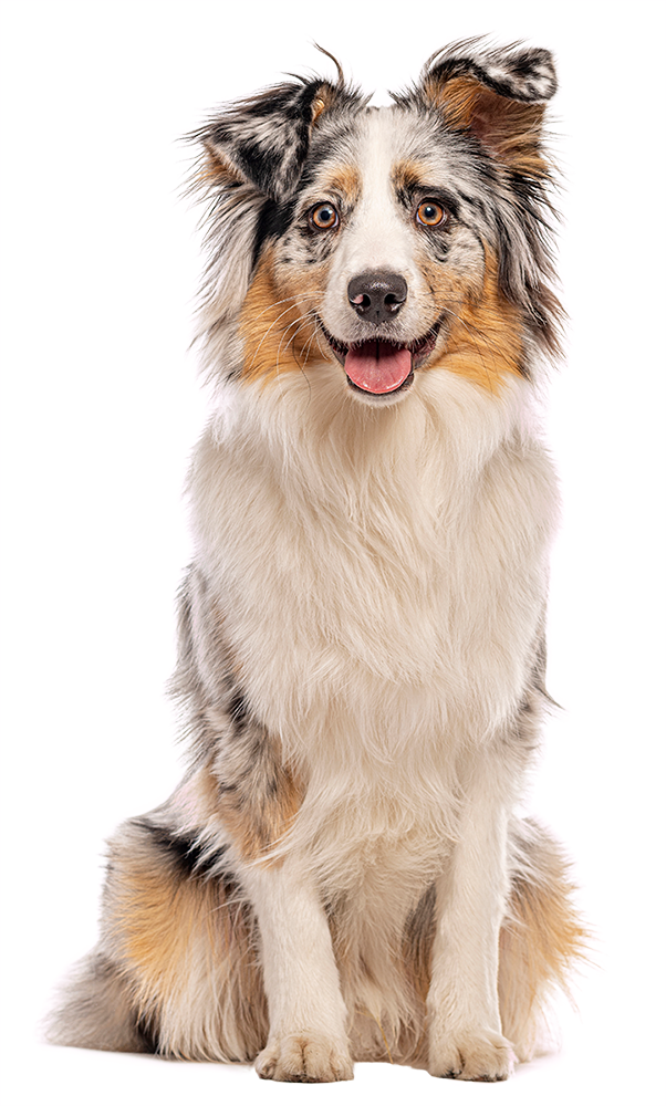 A fluffy Australian Shepherd dog sitting, looking forward with a happy expression.