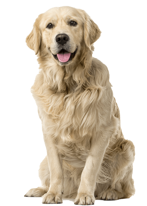 Golden retriever sitting, facing forward with mouth open and tongue out.