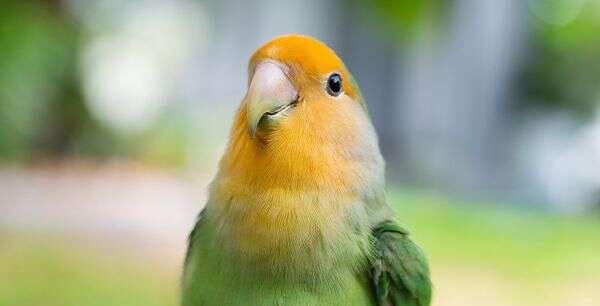 Colorful lovebird with green body and orange head looking forward.