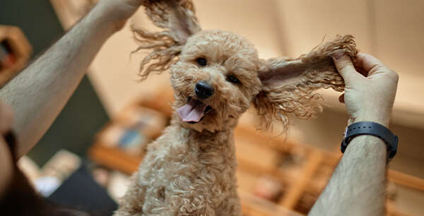 A curly-haired dog with its ears playfully held up by a person, tongue out and looking happy.