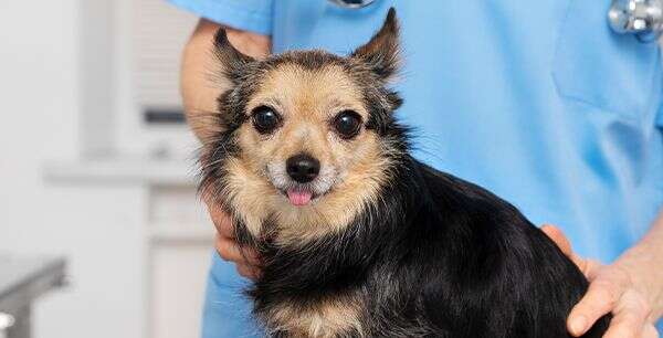 A small dog with long fur and a veterinarian in a blue uniform.