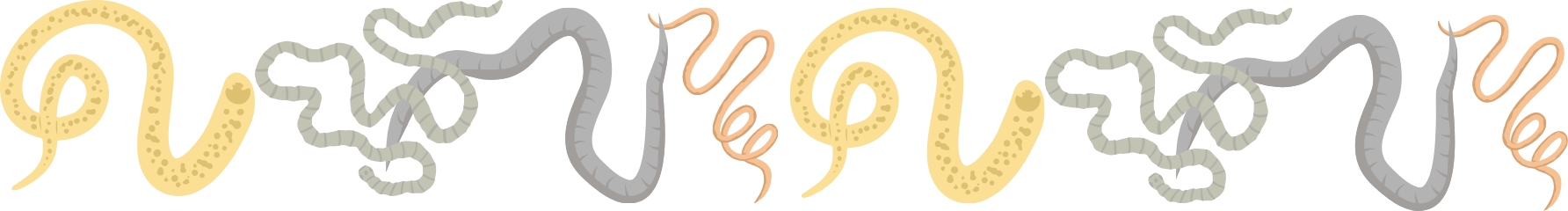 Pet parasites illustration