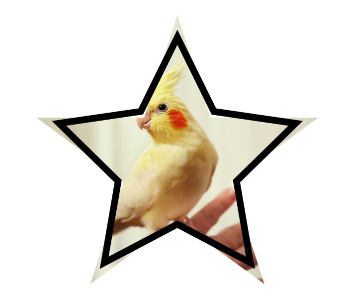 A cockatiel with orange cheeks and a yellow crest sits on a person's finger.