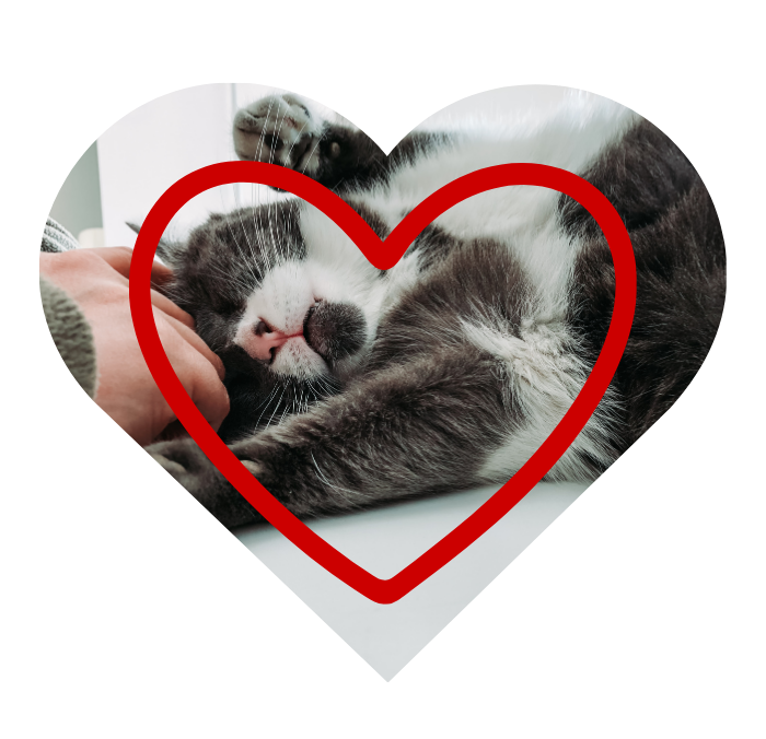 A relaxed black and white cat being petted inside a red heart outline.