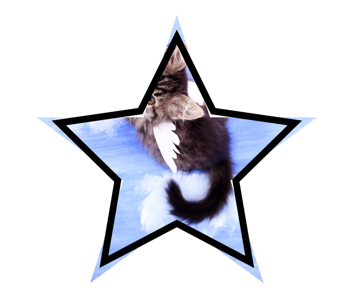 Cat lounging on a blue surface, framed by a star-shaped border.