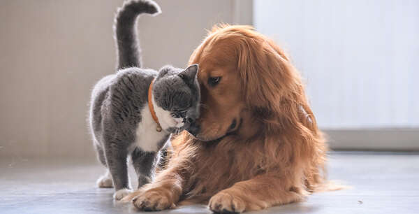 A gray and white cat affectionately nuzzling a relaxed golden retriever on the floor.