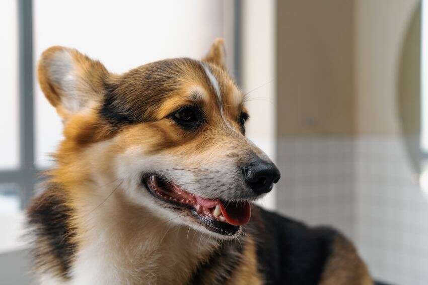 Smiling Corgi looking to the side, showing its fluffy fur and alert ears.