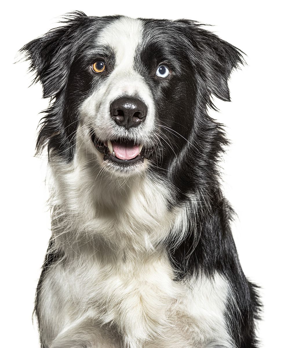Black and white dog with one blue eye and one brown eye, looking forward.