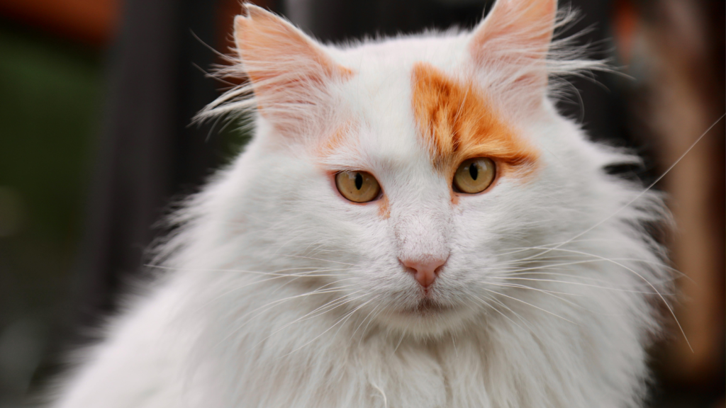Fluffy white cat with orange patches and striking yellow eyes looking directly at the camera.