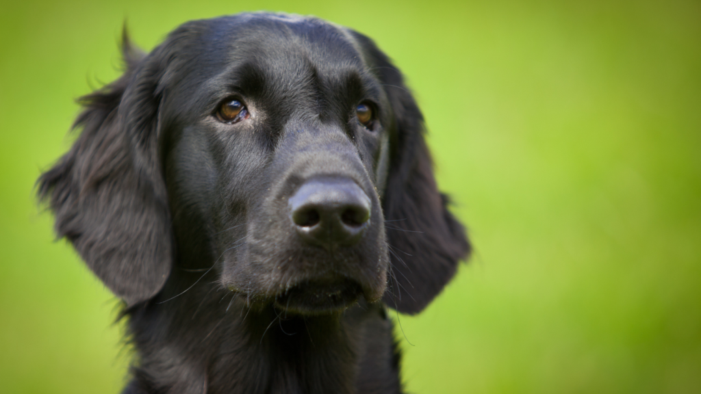 Black dog with long ears and soulful eyes looking slightly to the left against a blurred green background.