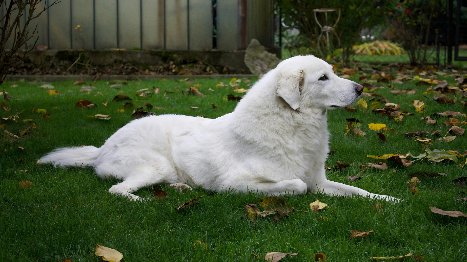 A large, fluffy white dog lies on a grassy lawn, surrounded by scattered autumn leaves.