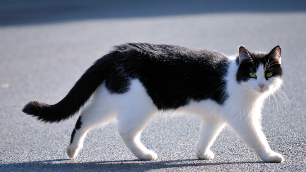 A black and white cat walking on a paved surface, looking toward the camera.