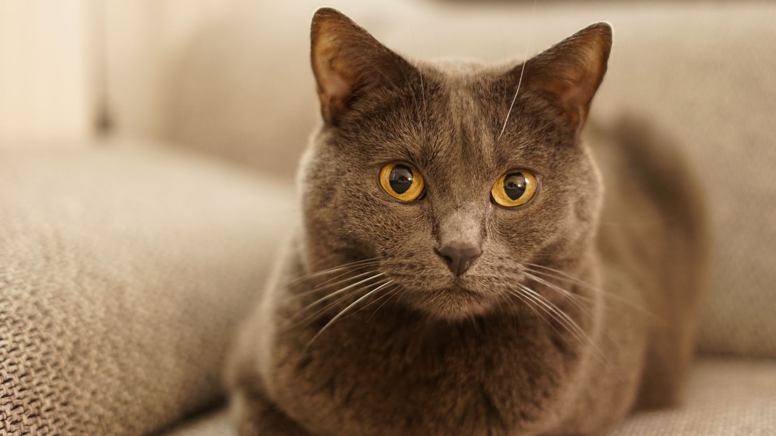 A gray cat with bright yellow eyes lying on a gray textured surface, looking directly at the camera.