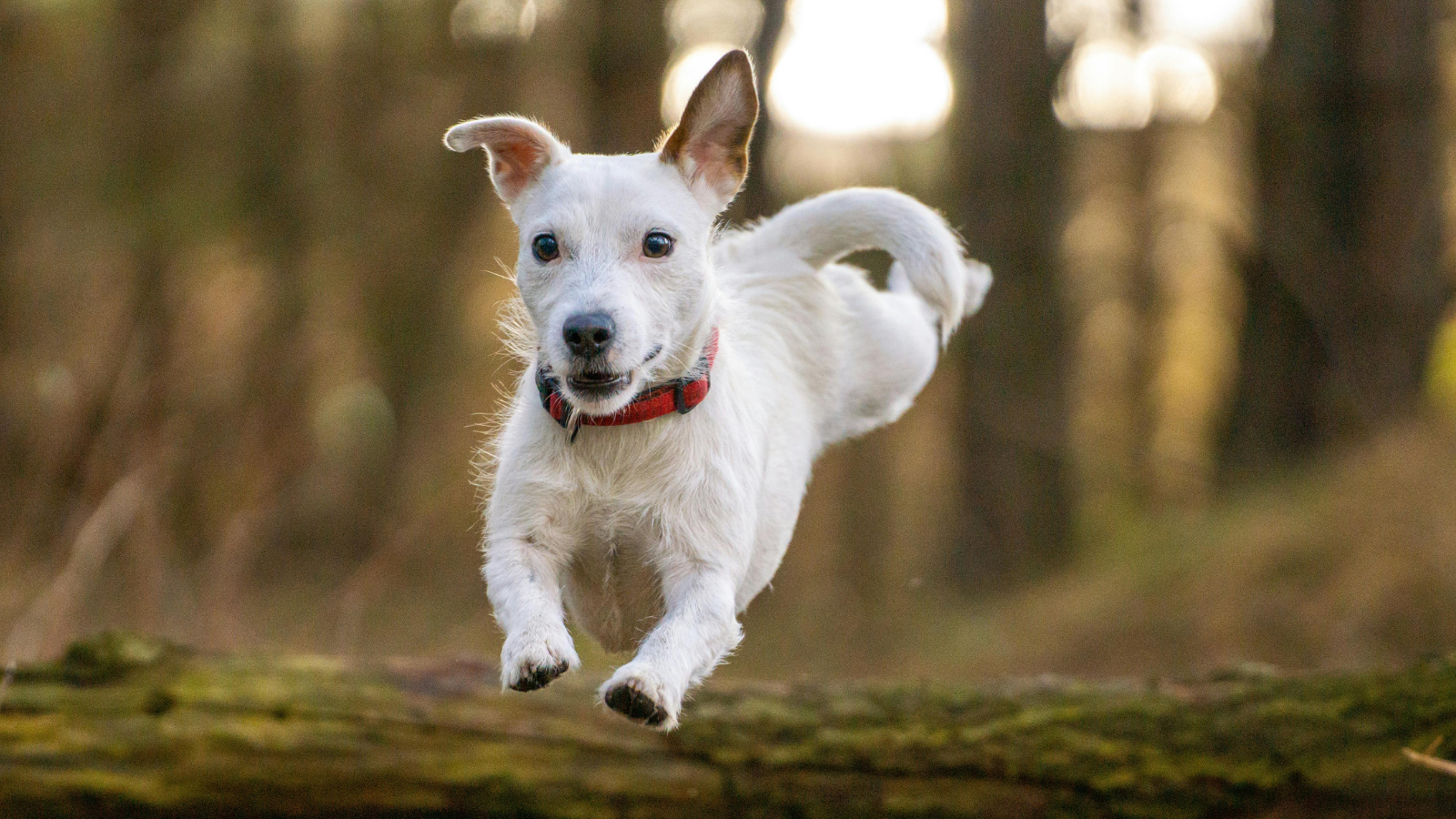 Energetic white dog with red collar leaping over a log in a forest.