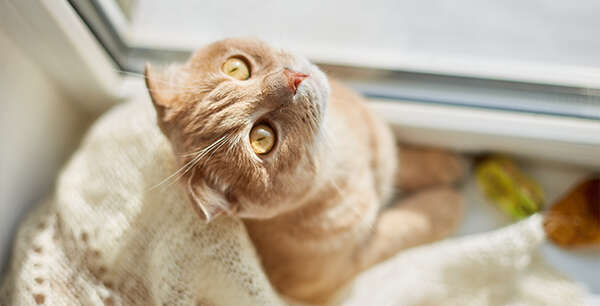 A curious orange cat with bright eyes looks up while sitting next to a window on a cozy knitted blanket.
