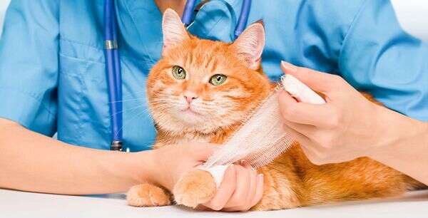 A veterinarian bandages the front paw of an orange tabby cat.