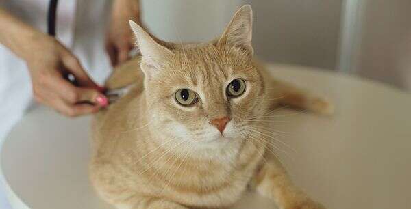 A ginger cat lying on a table, looking directly at the camera, with a person in the background holding a stethoscope.