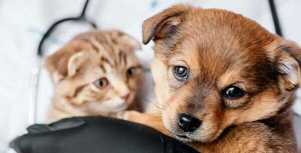 A puppy and a kitten snuggled together, with the puppy looking forward and the kitten gazing to the side.