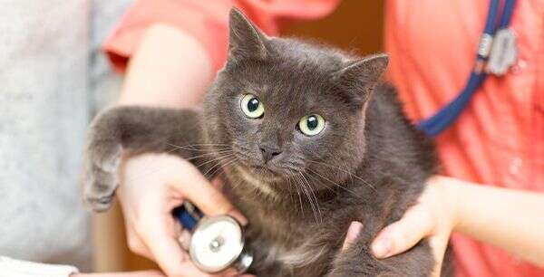 Gray cat being examined with a stethoscope by a veterinarian.