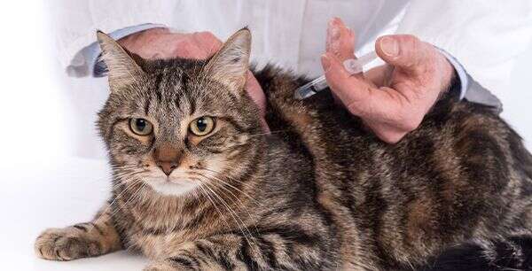 A tabby cat receiving a vaccination from a person in a white coat holding a syringe near the cat's back.