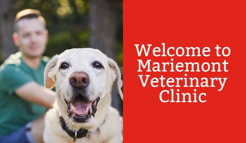 A smiling dog in the foreground with a man behind, next to the text "Welcome to Mariemont Veterinary Clinic.