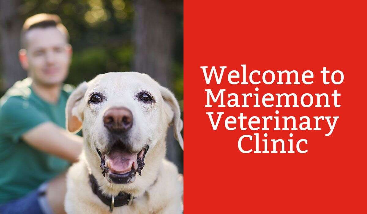 A smiling dog in the foreground with a man behind, next to the text "Welcome to Mariemont Veterinary Clinic.