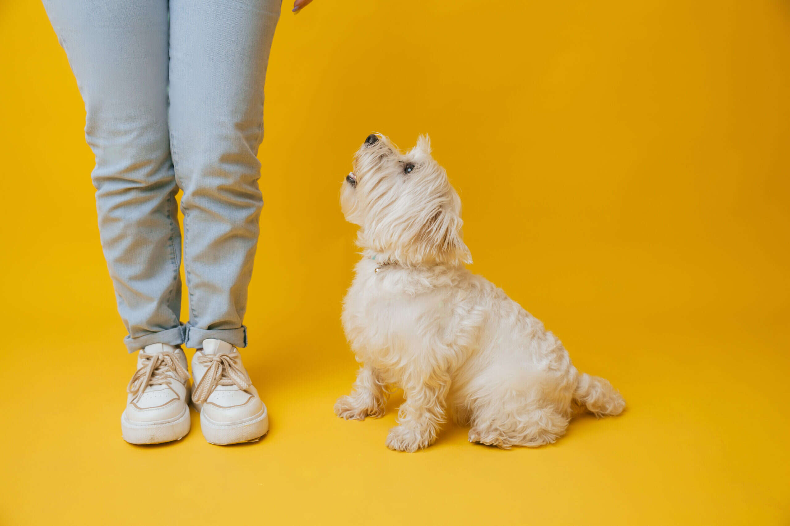 Person wearing jeans and sneakers standing next to a small, fluffy white dog looking up.