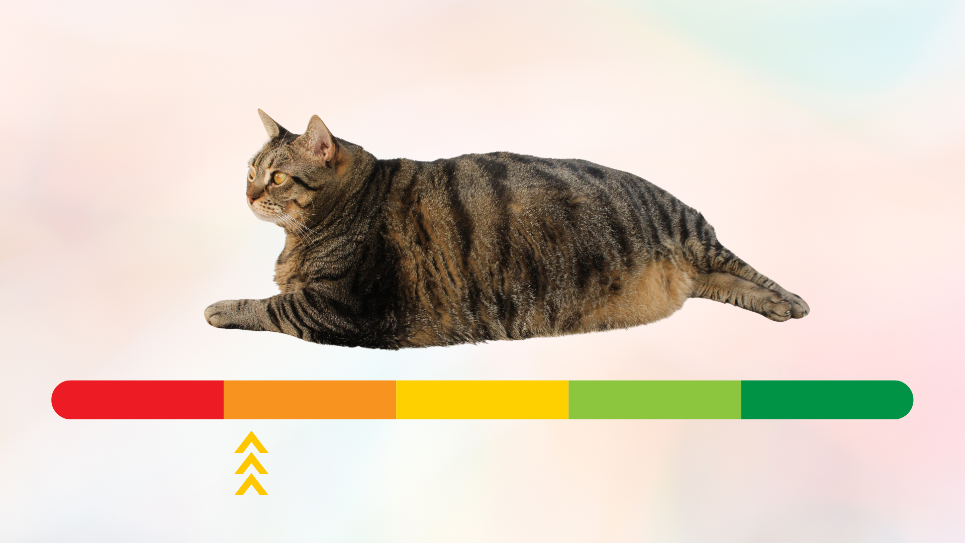 Overweight cat body above a red to green scale from Mariemont Veterinary Clinic in Cincinnati, OH