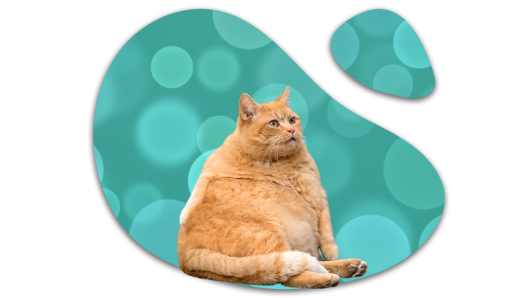 Overweight orange cat in Cincinnati, OH