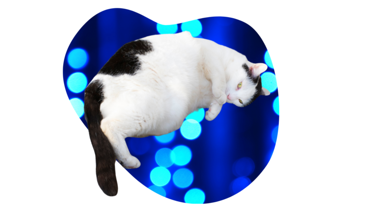 Overweight black and white cat that needs weight management from Mariemont Veterinary Clinic in Cincinnati
